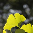 quadrat_gingko